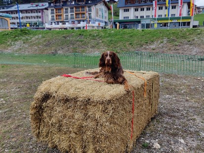 Hundehotel - Hundewiese: eingezäunt - Rauris - Trainingsparcour - Hotel Binggl Obertauern