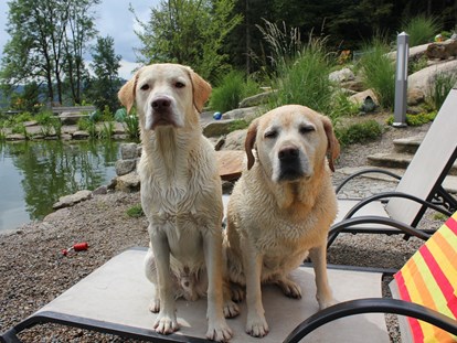 Hundehotel - Bademöglichkeit für Hunde - Ostbayern - Natur-Hunde-Hotel Bergfried