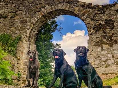 Hundehotel - Doggies: 6 Doggies - Natur-Hunde-Hotel Bergfried