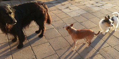 Hundehotel - Doggies: 4 Doggies - Deutschland - Rasselbande - Landhaus Ohnesorg