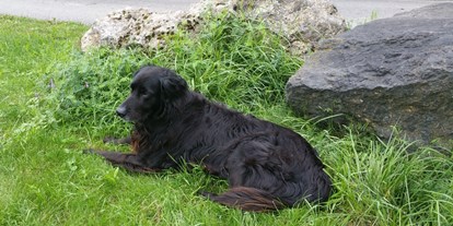 Hundehotel - Hundewiese: nicht eingezäunt - Bayern - Landhaus Ohnesorg