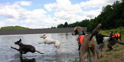 Hundehotel - Doggies: 4 Doggies - Ferienhäuser Hundeparadies Eifel