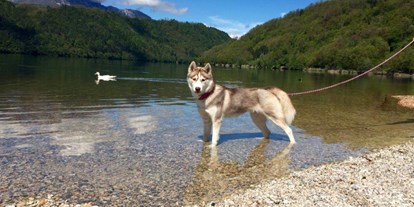 Hundehotel - Hundewiese: nicht eingezäunt - Predazzo - Kann es Ihr Hund auch kaum erwarten der Gans ins Wasser hinterherzujagen.  - Hotel Sport