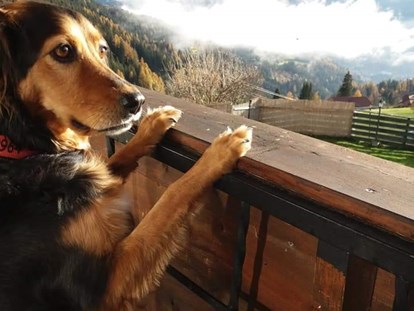 Hundehotel - Doggies: 4 Doggies - Ramsau am Dachstein - Haus Mauken