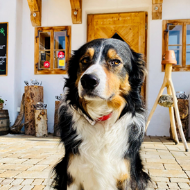 Urlaub-mit-Hund: Max am Dorfplatz - Almdorf Seinerzeit