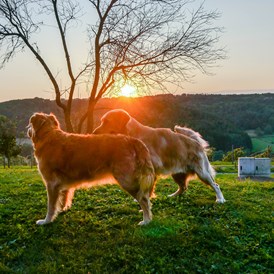 Urlaub-mit-Hund: Hunde im Garten - Das Eisenberg