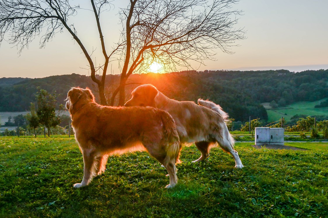 Urlaub-mit-Hund: Hunde im Garten - Das Eisenberg