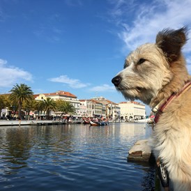 Ferienhaus mit Hund: Auch ein Ausflug in das nahe gelegene "Venedig Portugals" lohnt sich auf jeden Fall! - Slide Surfcamp