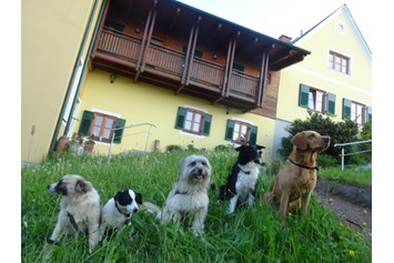 Urlaub-mit-Hund: ob groß-ob klein - bei uns darf jeder Brave Wuffi rein! - Landhaus FühlDichWohl- Boutique Hotel