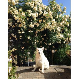 Urlaub-mit-Hund: unser wunderbar blühende Rosenbogen - Eintritt in unseren großen Naturgarten! - Landhaus FühlDichWohl- Boutique Hotel