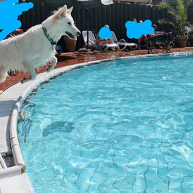 Urlaub-mit-Hund: Springen vom Beckenrand für Hunde erlaubt - Seehotel Moldan