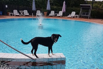 Urlaub-mit-Hund: Pool - Seehotel Moldan